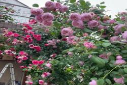 詳解自由精神月季的優缺點